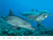 Tablet Screenshot of dolphinclub10.fr